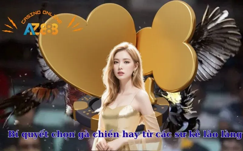 Bí quyết chọn gà chiến hay từ các sư kê lão làng